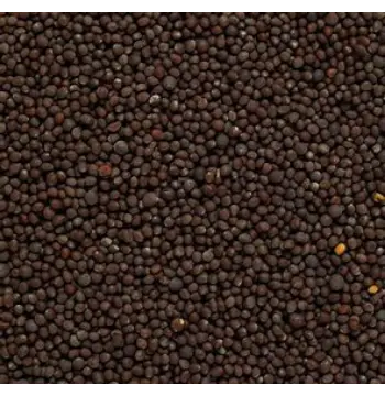 Fresh Black Mustard Seeds